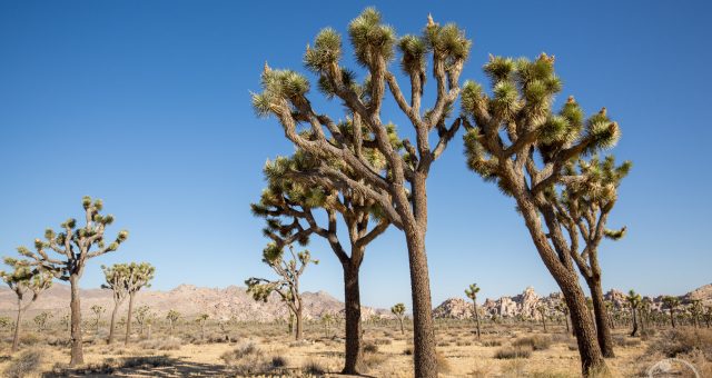Tag 22 - Joshua Tree - Mojave - Death Valley - Las Vegas